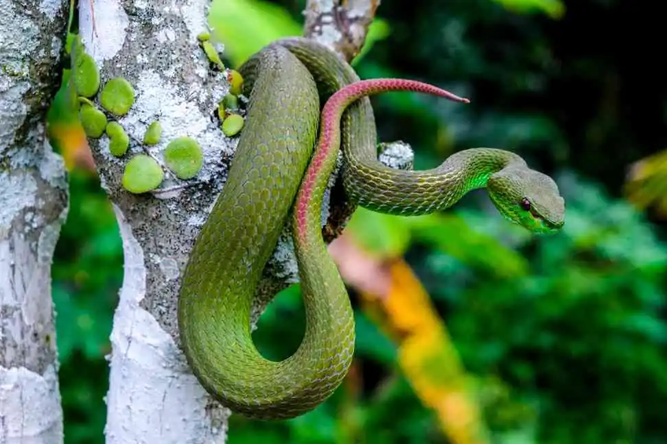 6 Deadly & Venomous Snakes In Bali: A Safety Guide